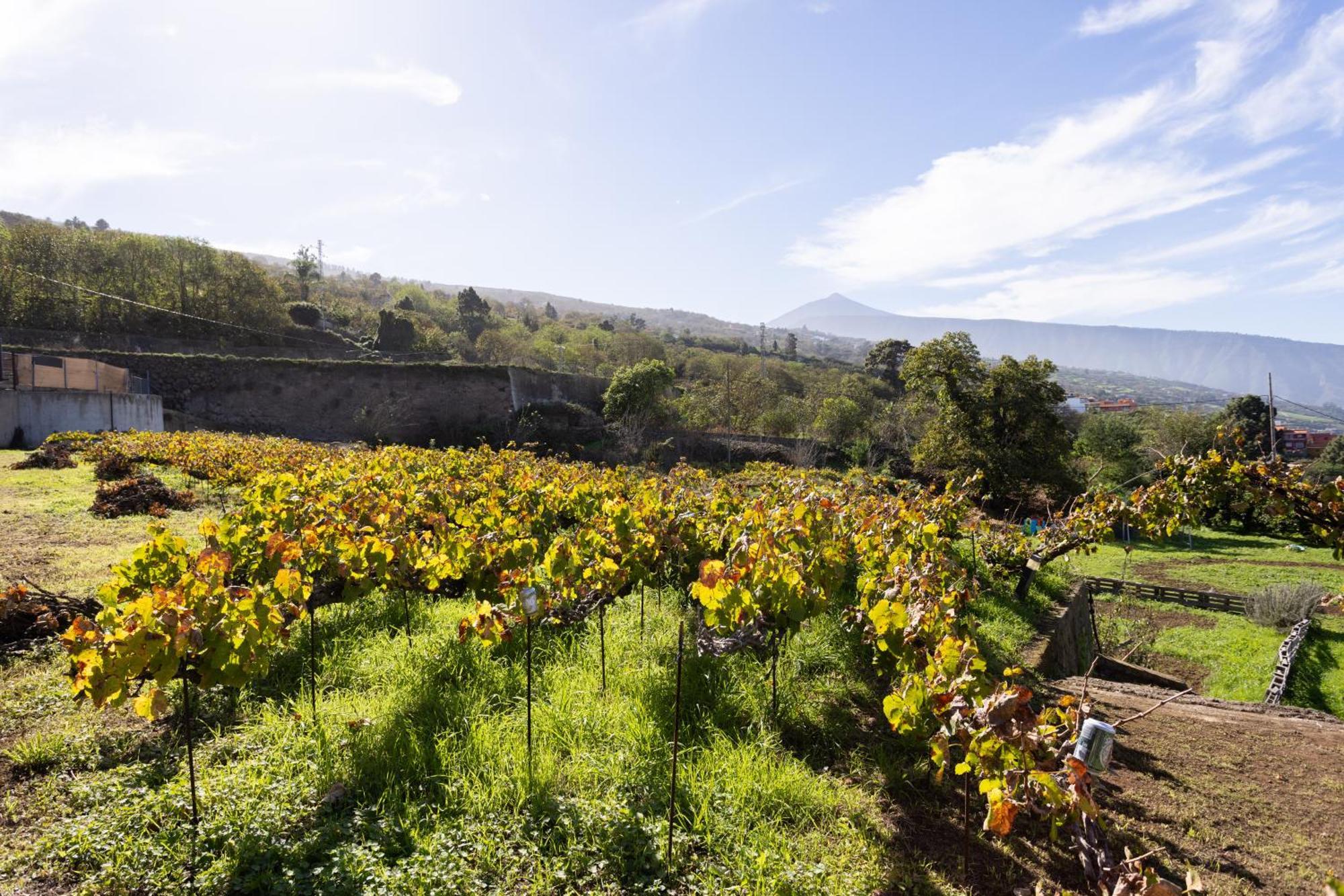 Ek Drago Finca El Milagro La Orotava Exterior foto