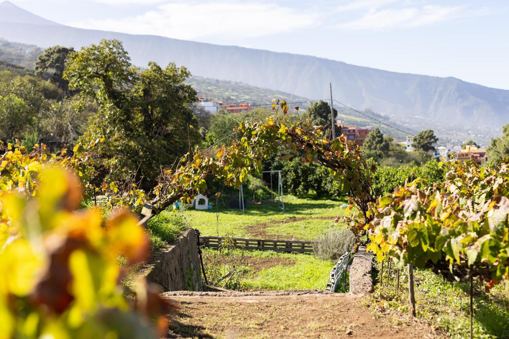 Ek Drago Finca El Milagro La Orotava Exterior foto