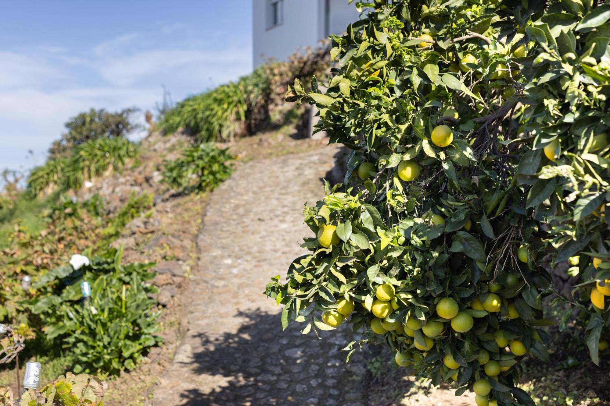 Ek Drago Finca El Milagro La Orotava Exterior foto